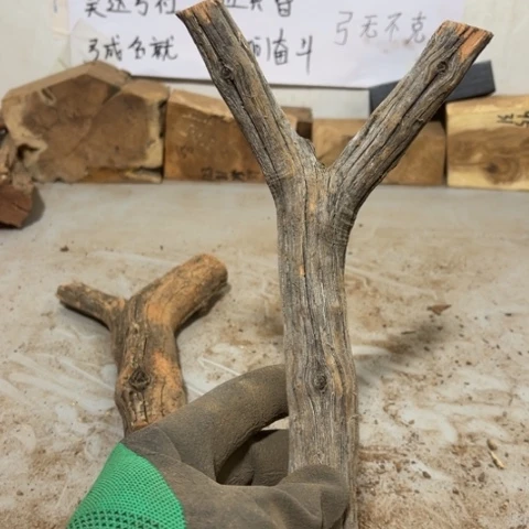 大果紫檀（缅甸花梨）长****学