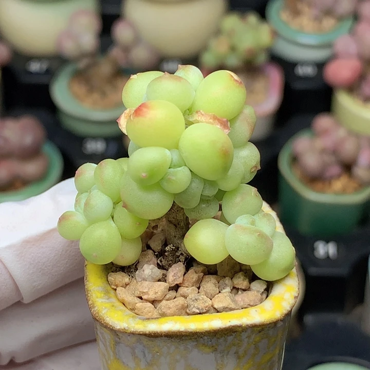 萤火虫奶酪 青柠 群生 脑袋多 木质