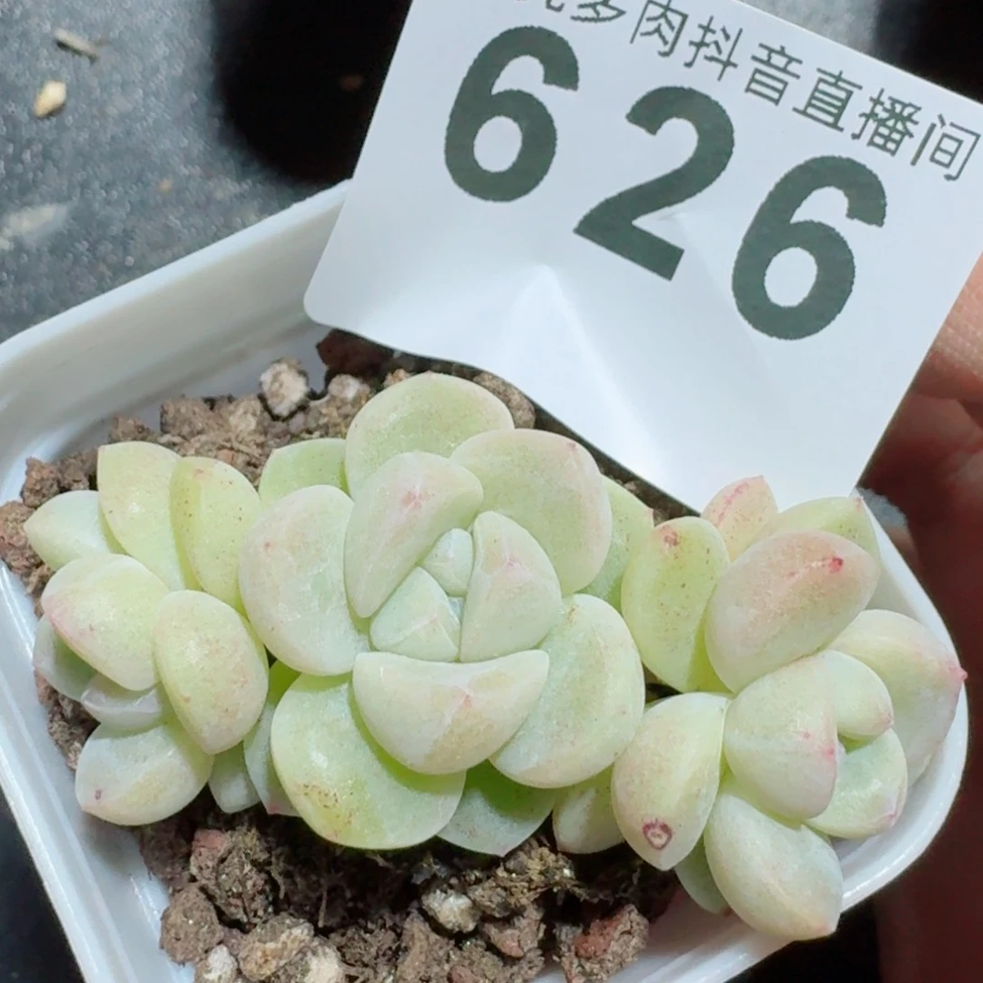 冰玉糖心         精品多肉