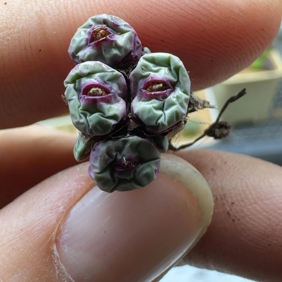 傻**蕊17-180pppppppppp