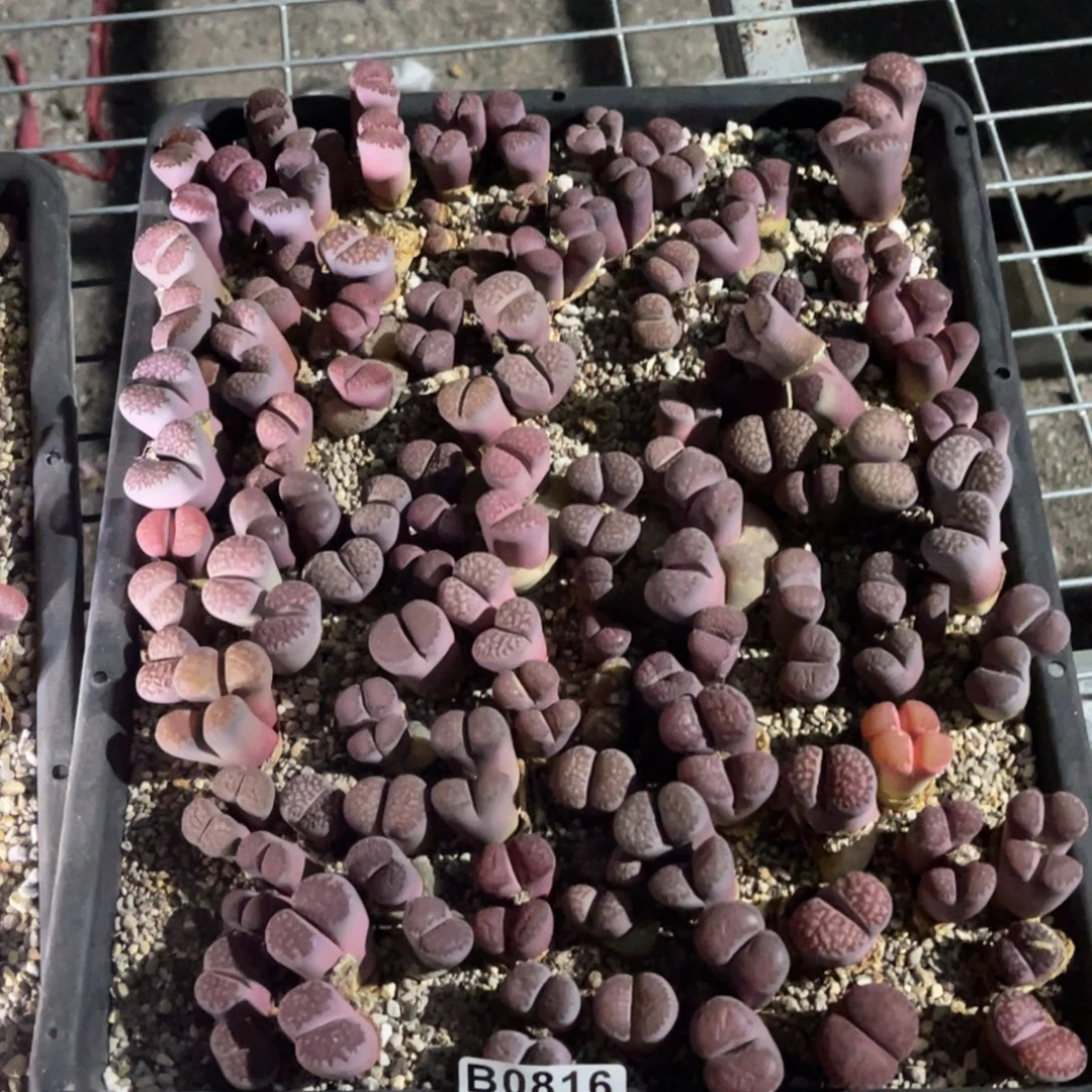 奶***呀0816福利筐1不售后