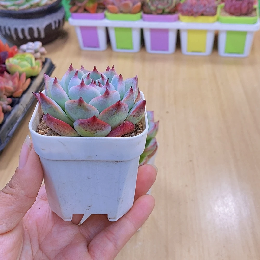 无花朵多肉植物水蜜桃送盆