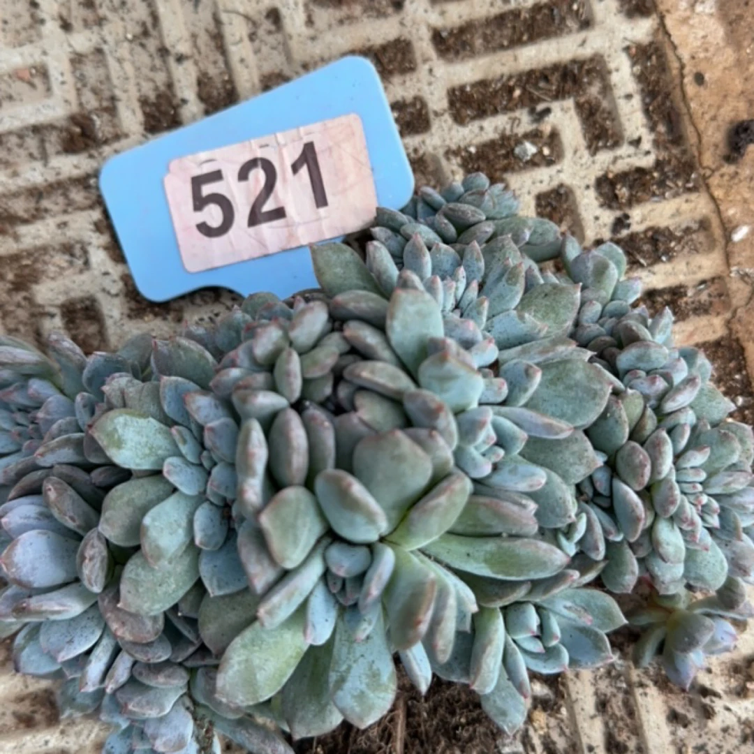 星影群缀多肉植物综合21号