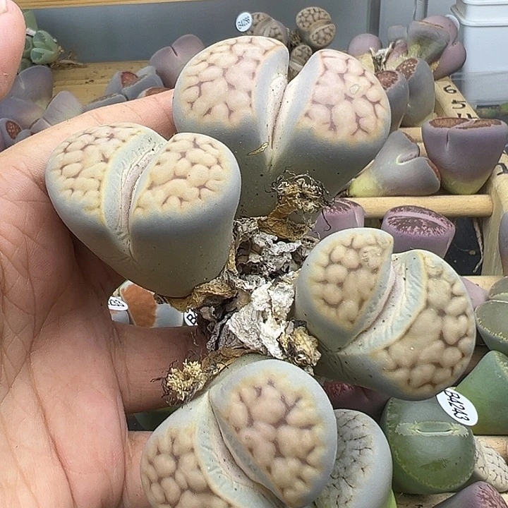 4260巨型花纹玉福利清