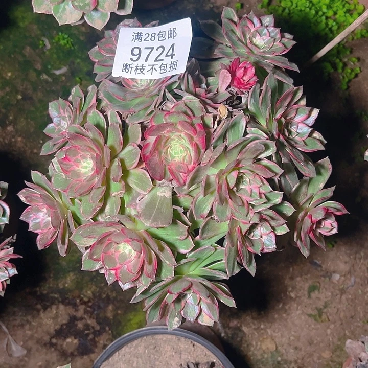 9724万花筒多肉植物