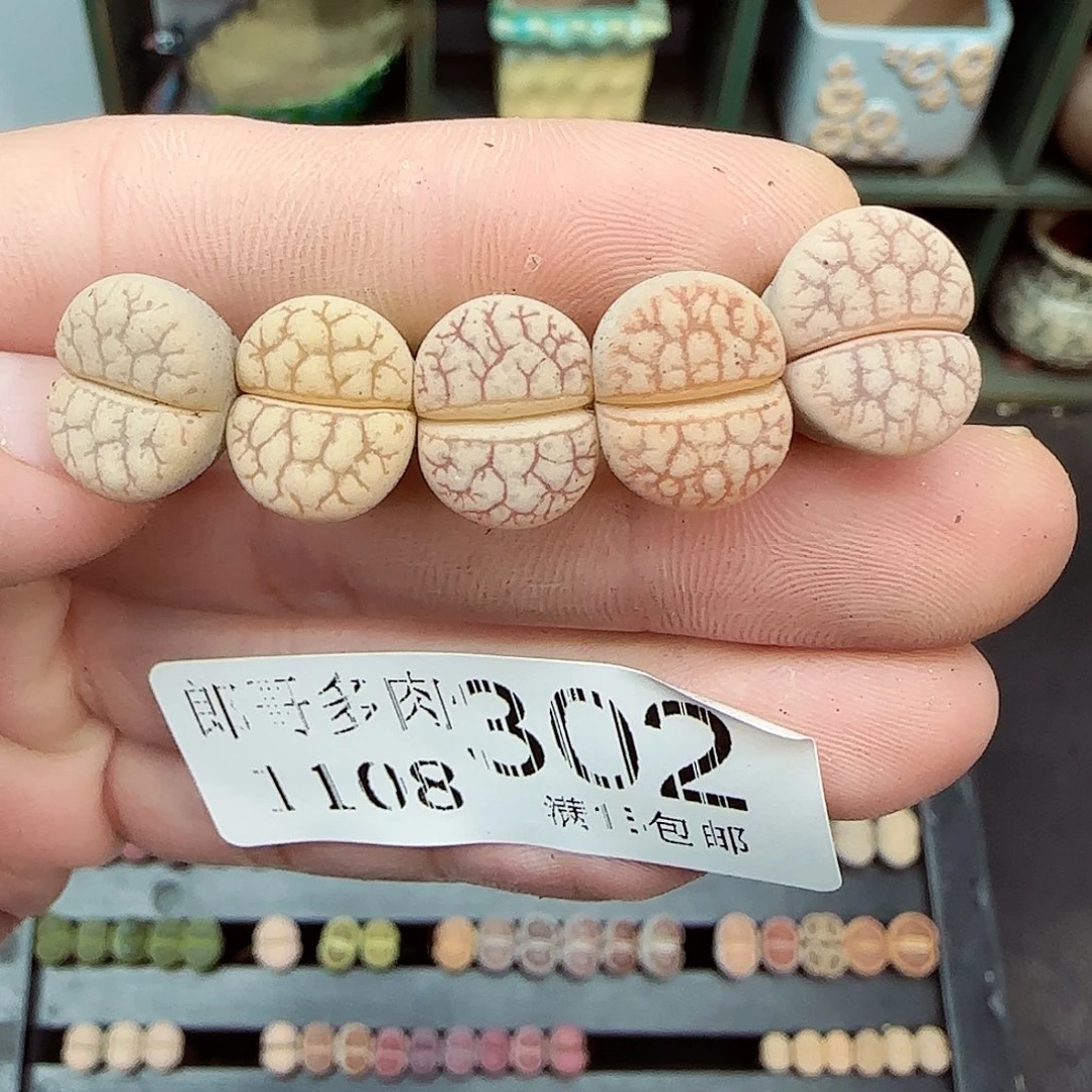 满满18包邮1108-302