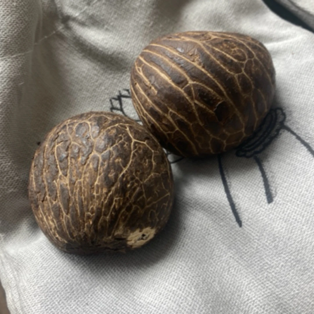 象牙果原果
