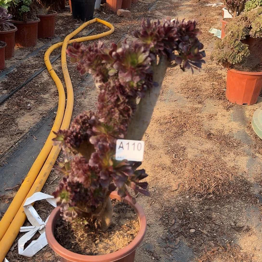 110黑法师一颗牙呀