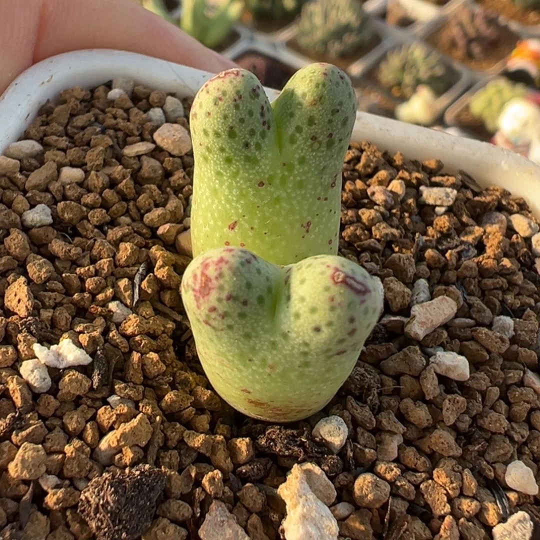 草莓斑马多肉植物盆栽