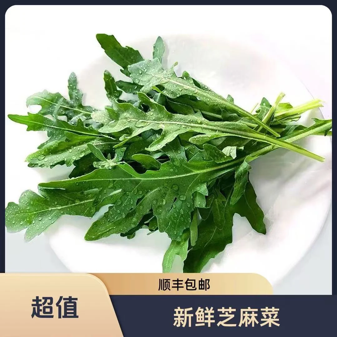 芝麻菜新鲜芝麻叶沙拉蔬菜食材轻食西餐生菜食用火箭菜顺丰包邮