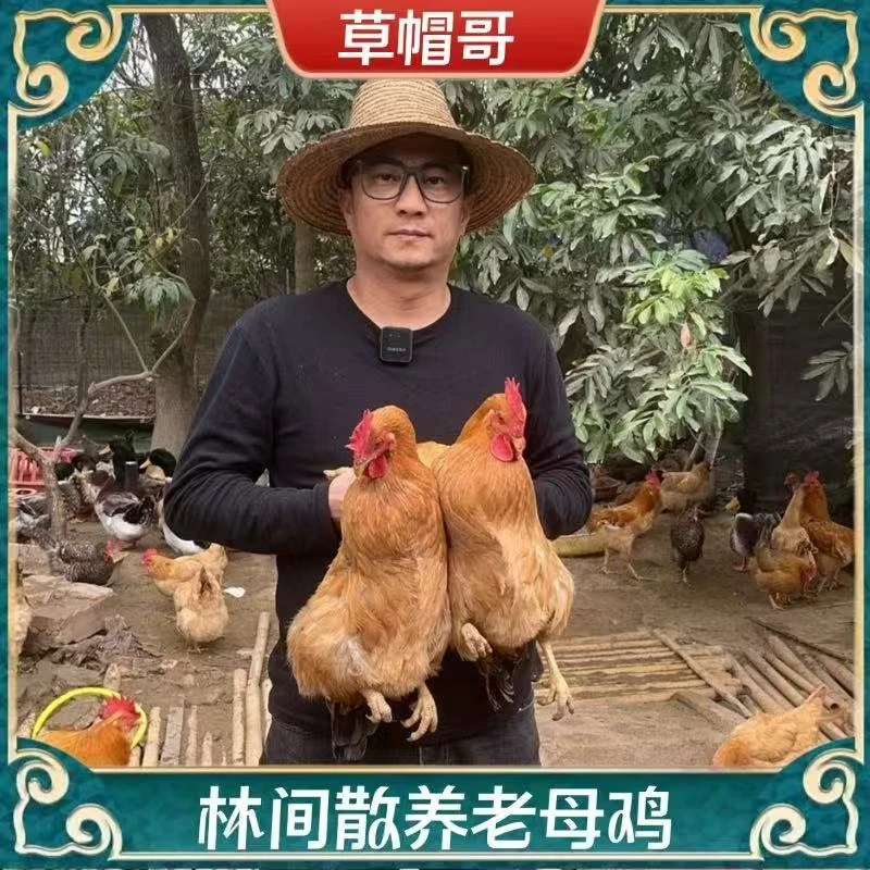 【老兵F】放养500天黄油老母鸡 发2只净重共4-4.5斤 带内脏