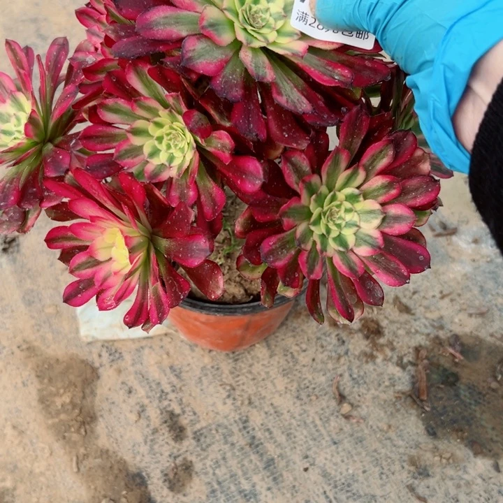 333舞天姬多肉里