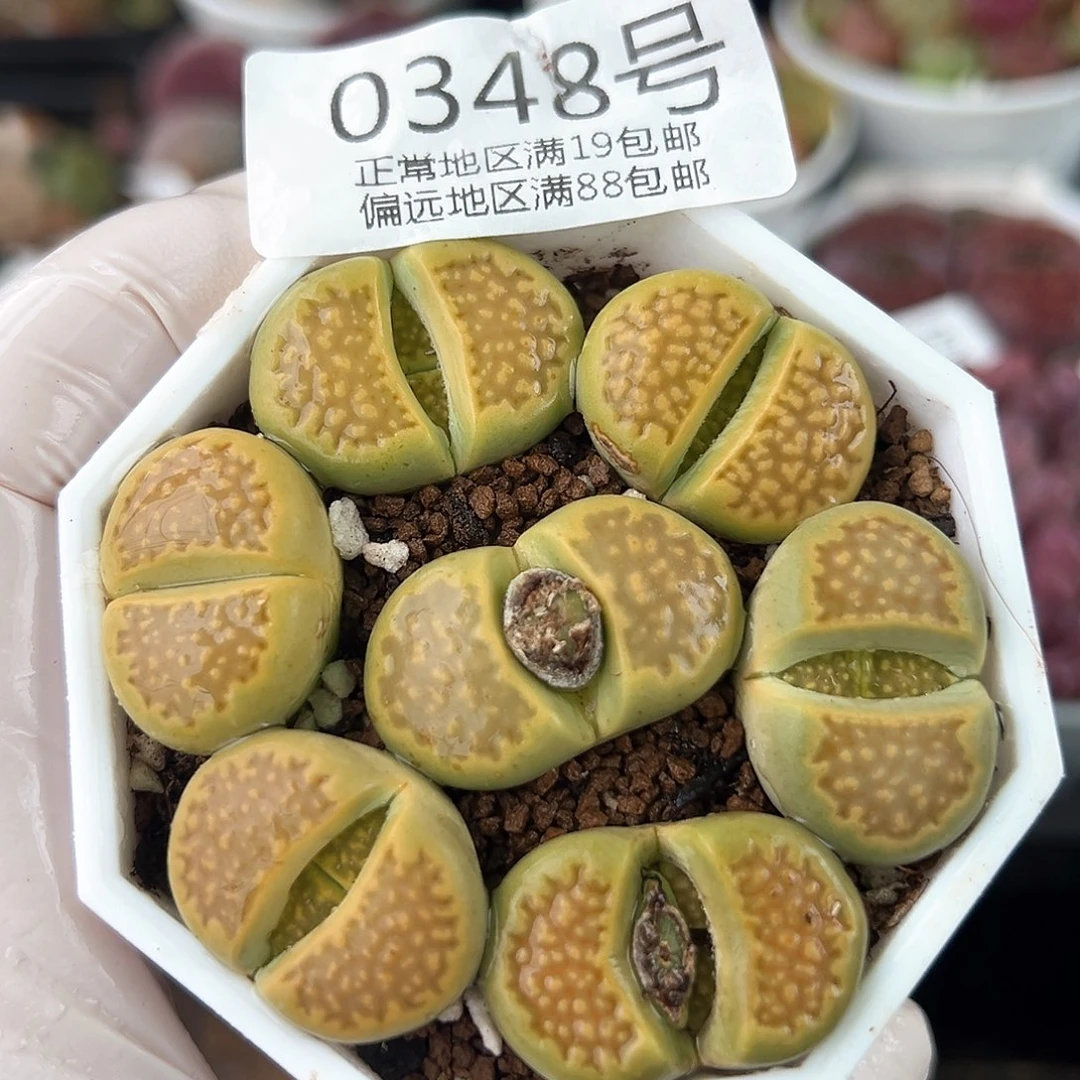 好养易活生石花大母本0348