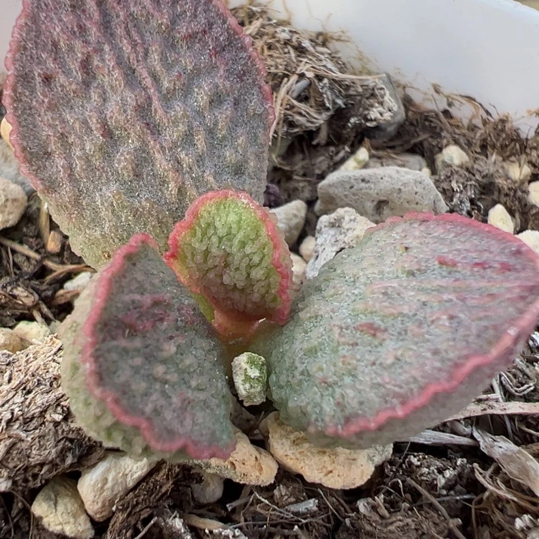 福利款实生新品多肉植物水泡