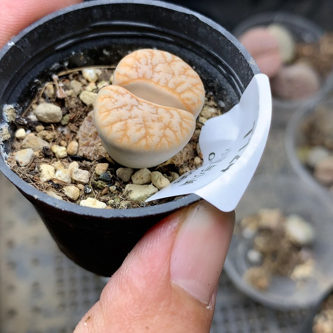 T124多肉植物保护