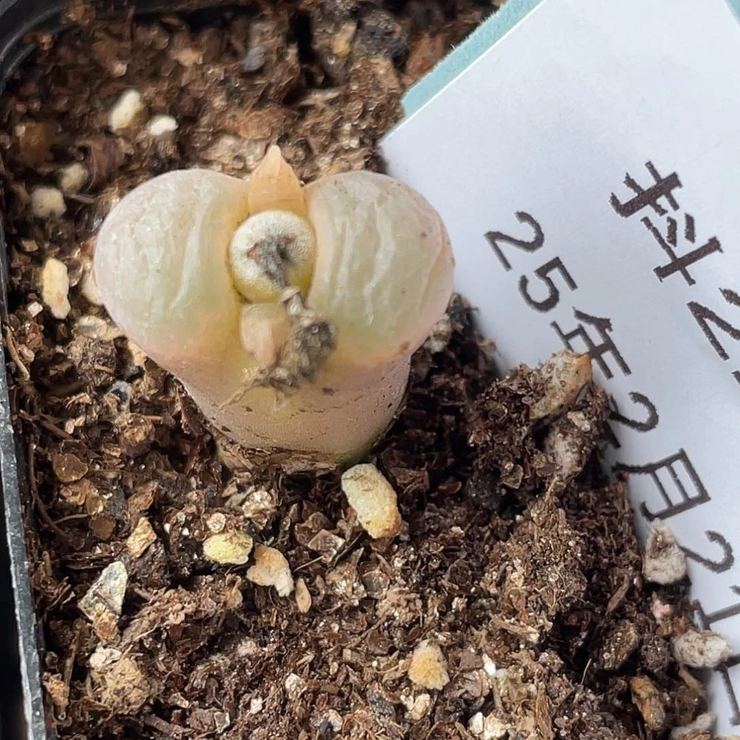 21-51风铃多肉植物