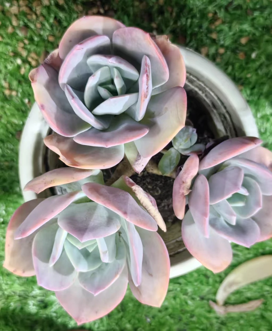凤群多肉植物