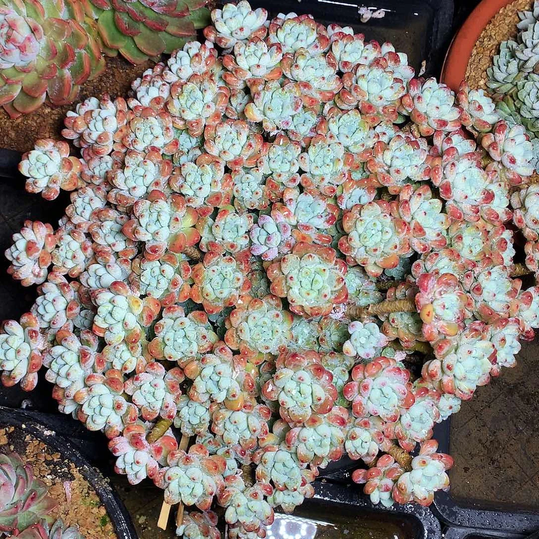 劳尔多肉一物一拍