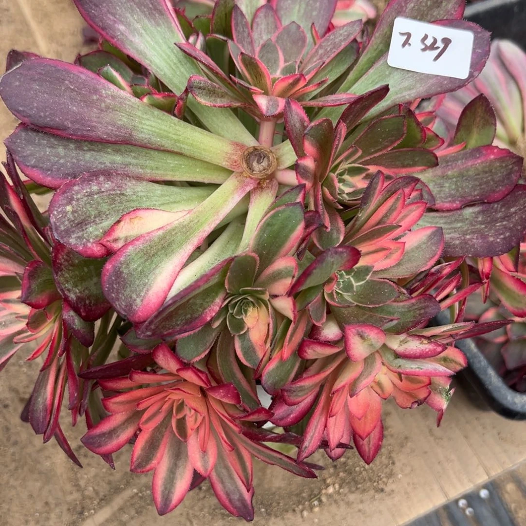 329黑魔锦多肉植物