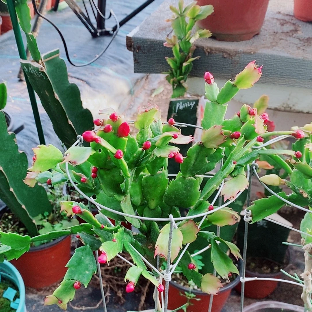 秋***乐完全开放叶仙嫁接蟹爪兰福利