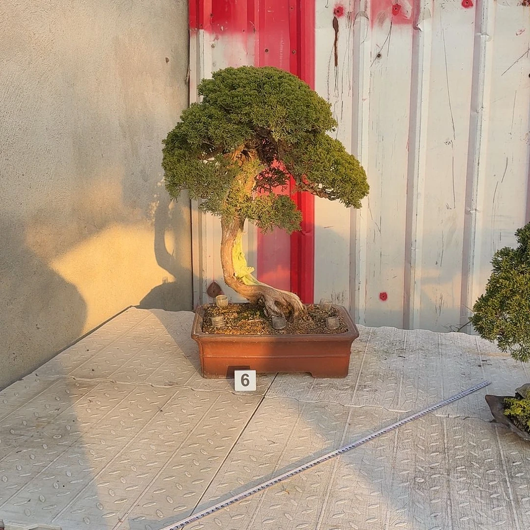 无花朵1111111111111111111