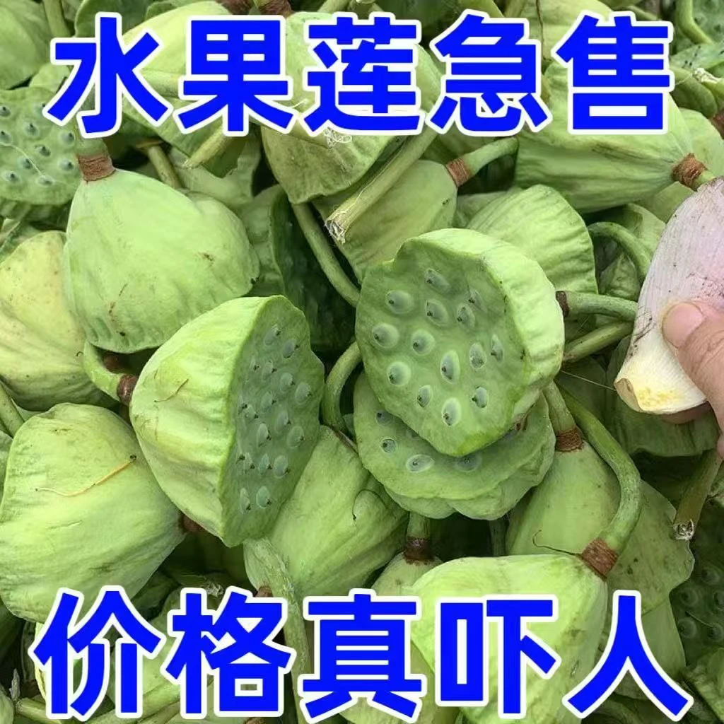 现摘新鲜莲蓬清甜嫩莲子可生吃的当季水果