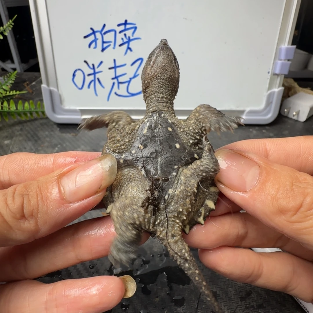 小鳄龟不分公母The