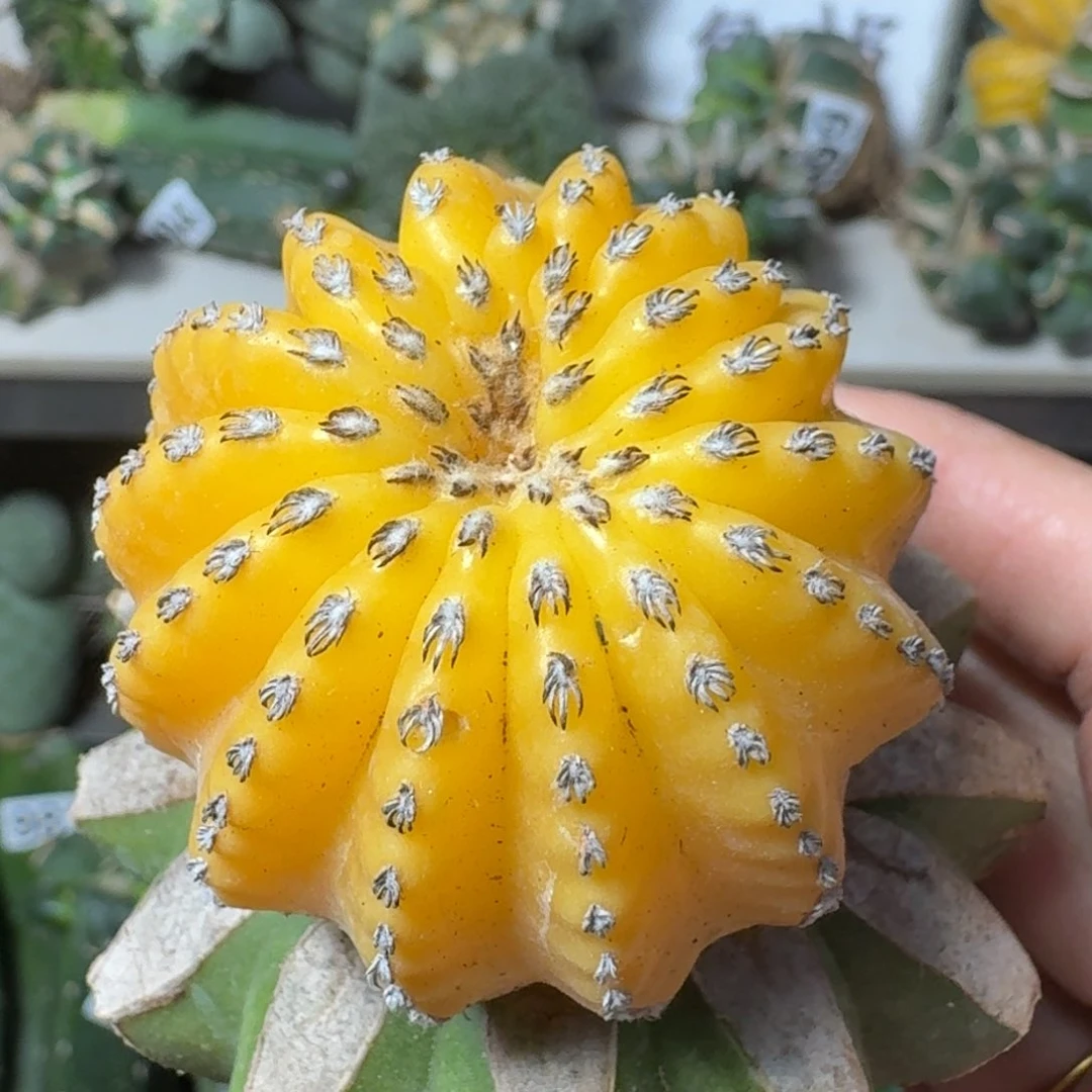 【闪购商品】无花朵奇特球锦526
