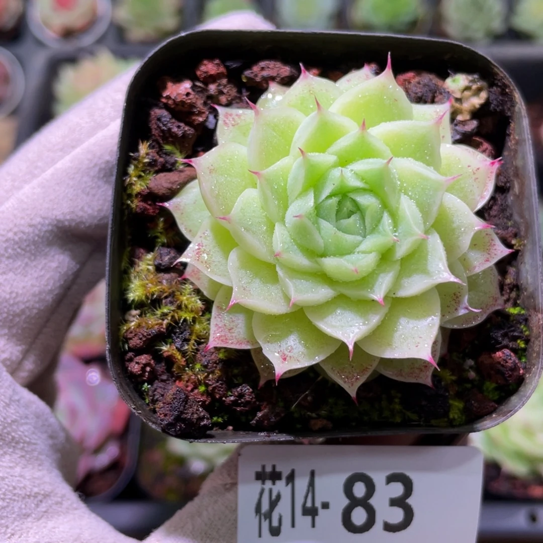 花利美14-83麦秆单头