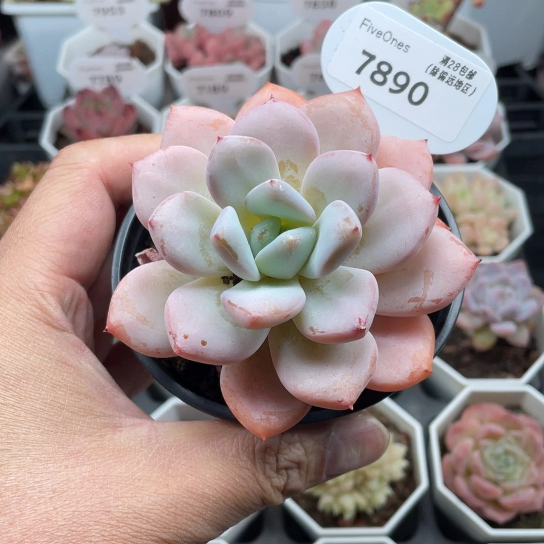 7890星星雪8.5厘米