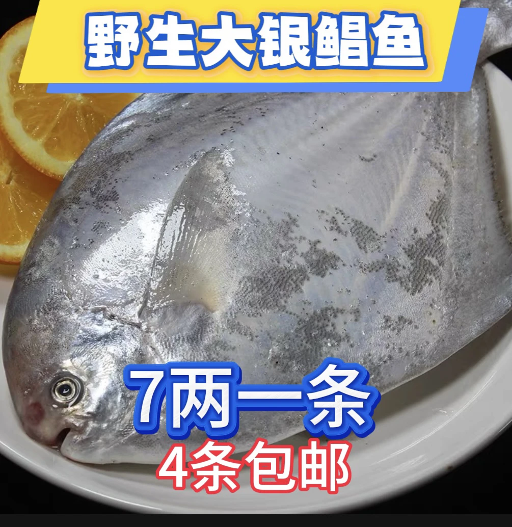 新鲜银鲳鱼 7两一条（到手4条）液氮锁鲜发货