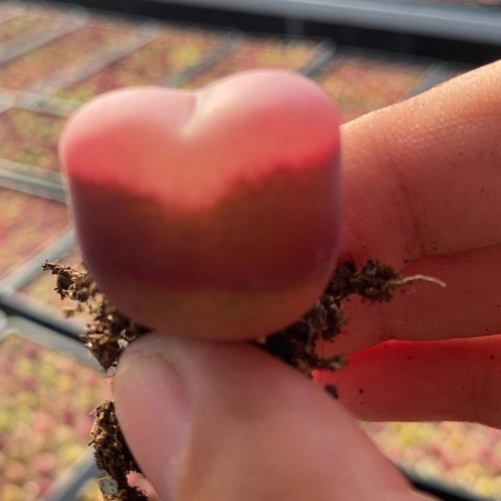 1562冰魄一颗一颗