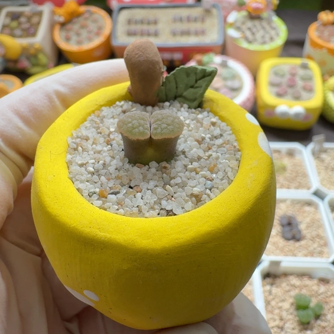 0917-012连盆带花班克磁铁