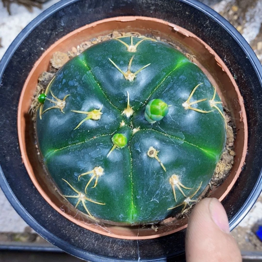 绿龟甲111111111个