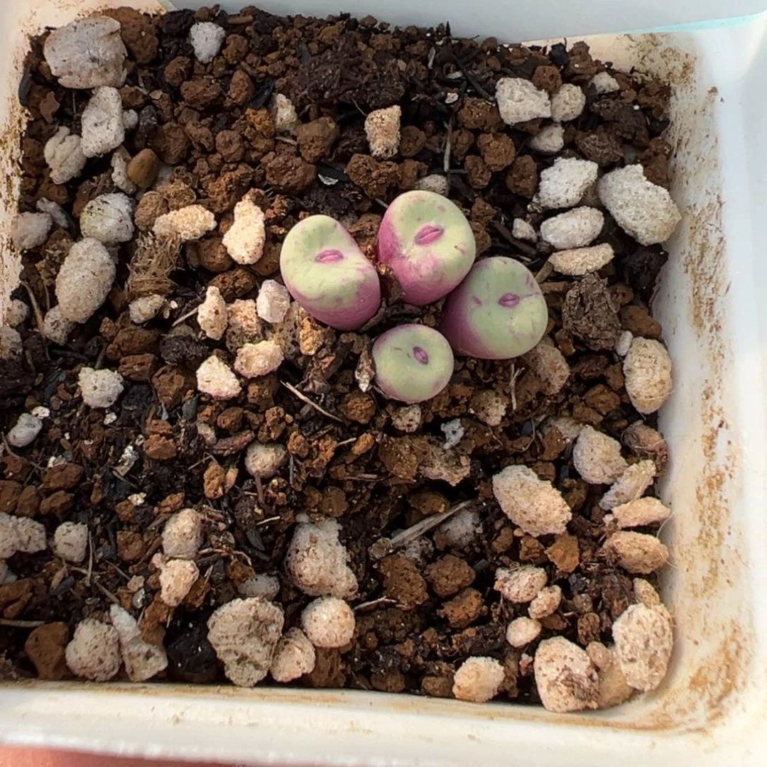 你***爸13-188红嘴多肉植物，