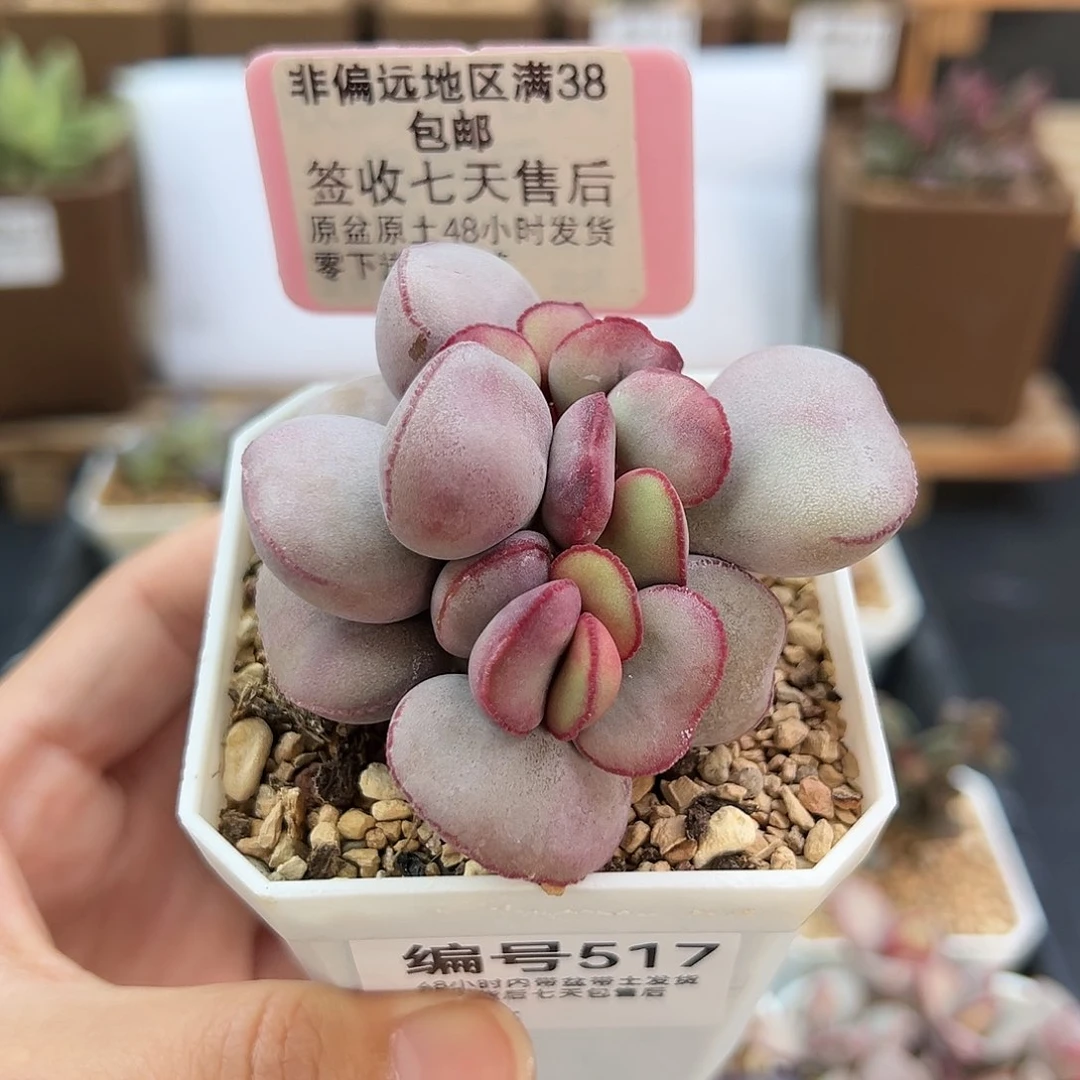 517白肌红蛋多肉