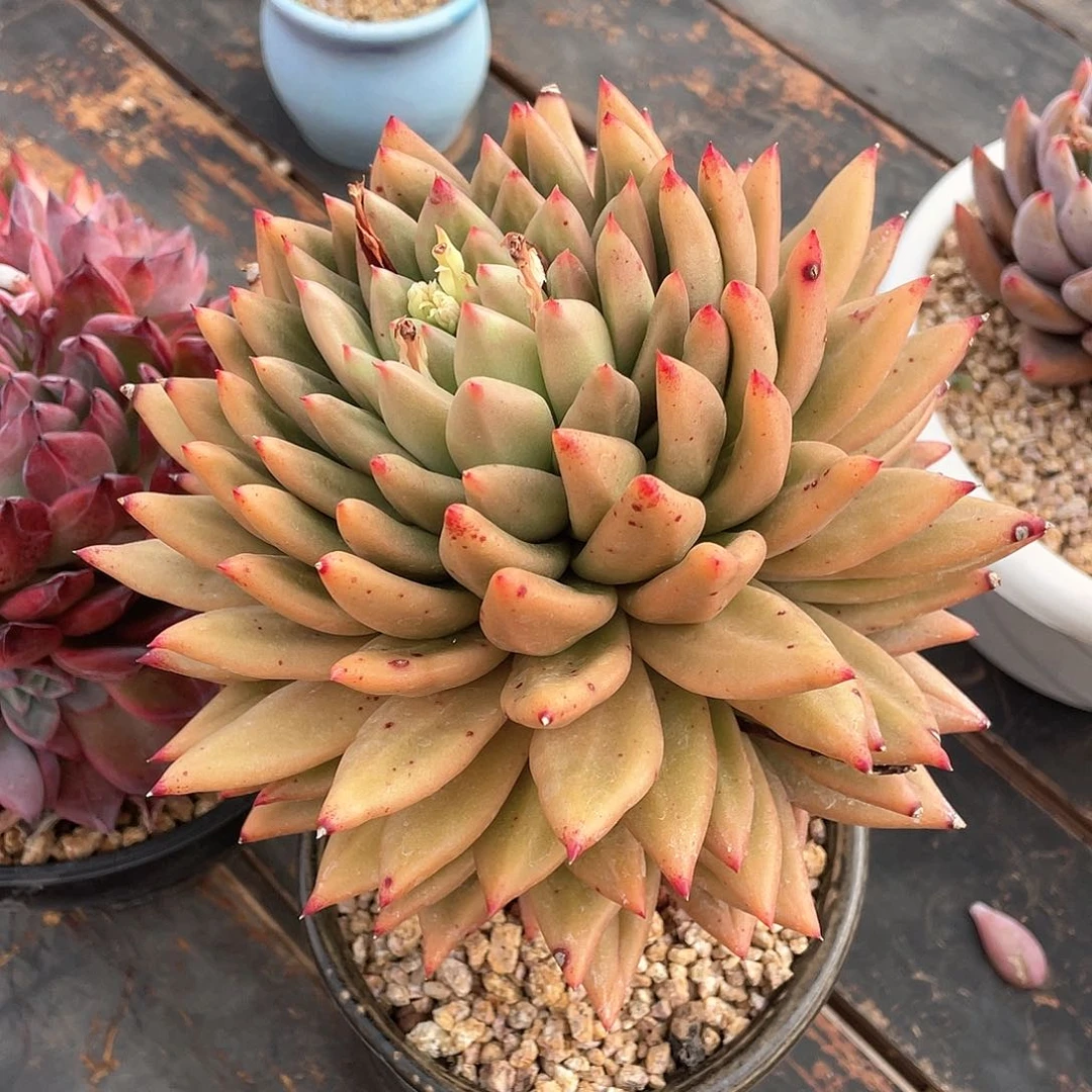 ʚ****多肉植物一物一拍