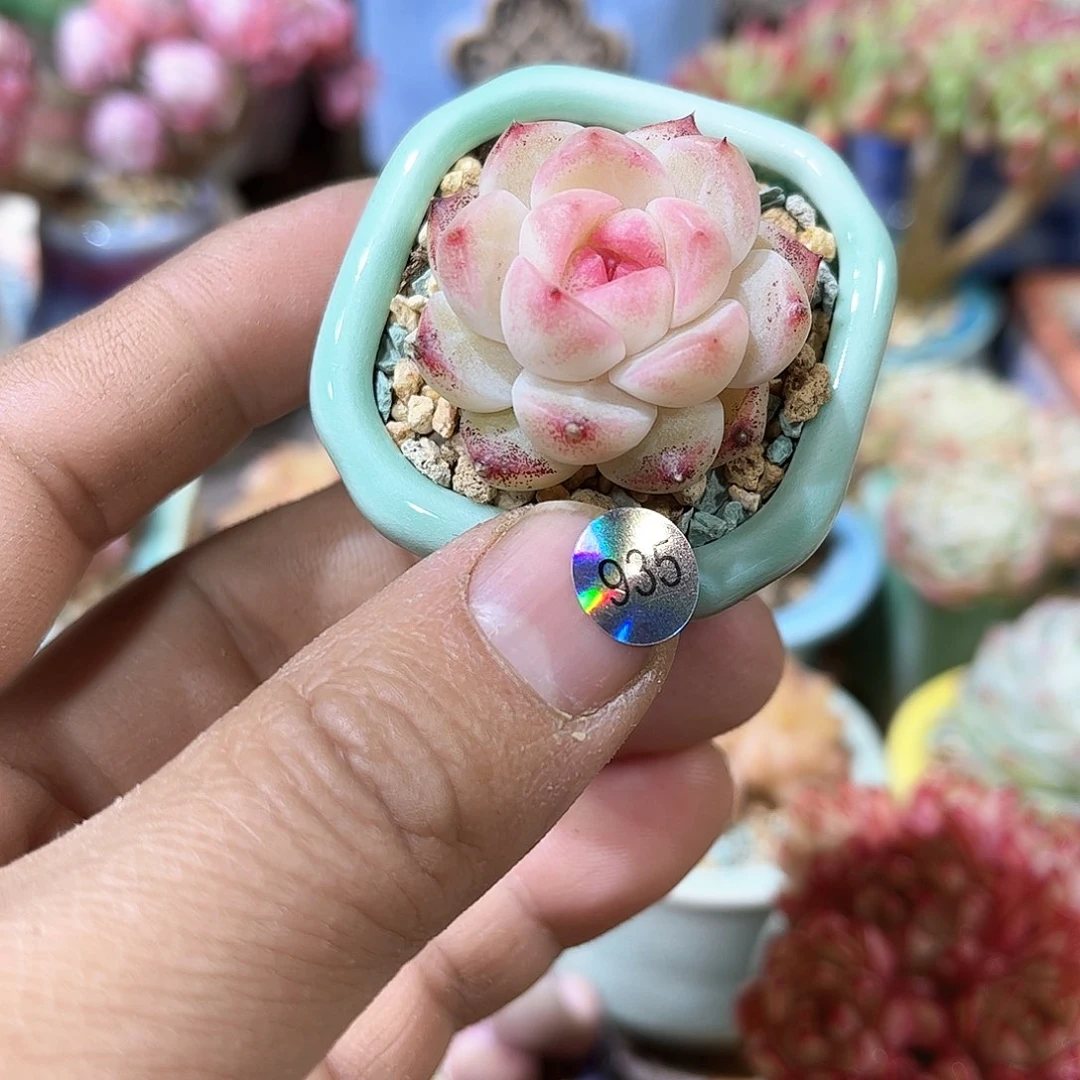 935 含盆含土发货 30包邮偏远除外