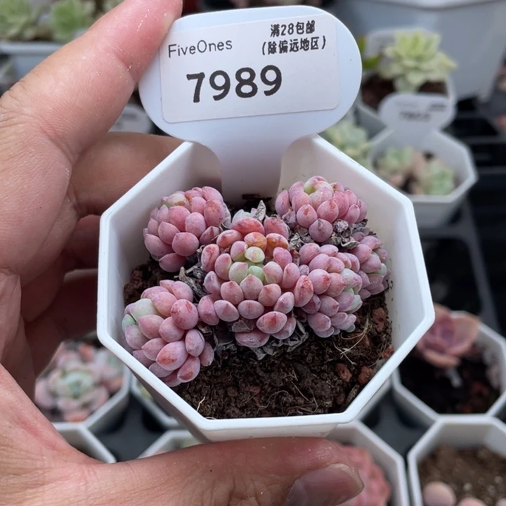 7989娜娅小精灵6厘米