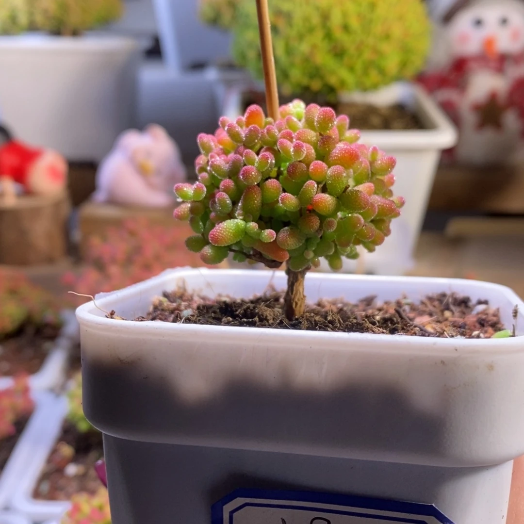 蜜橘带盆土发货一物一拍