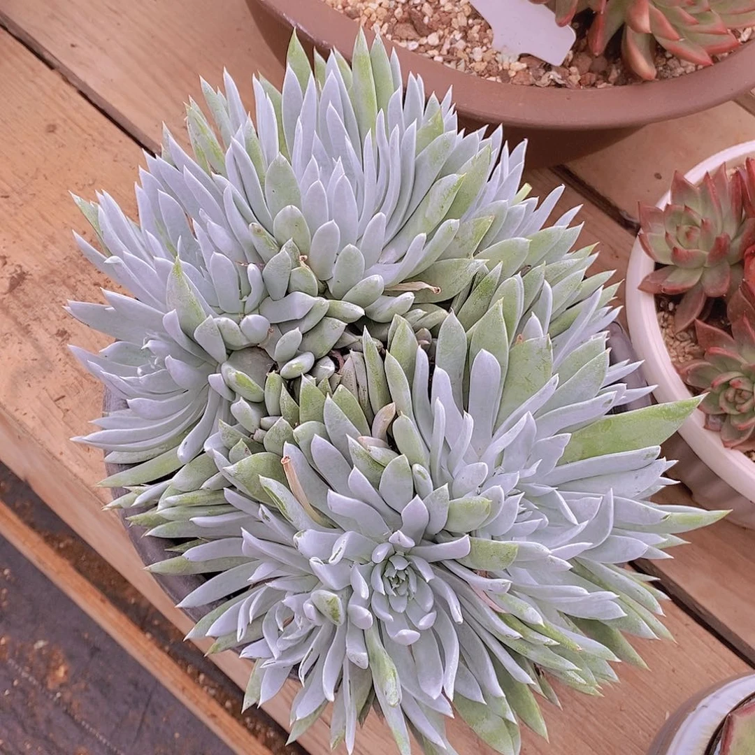 多肉植物仙女杯群