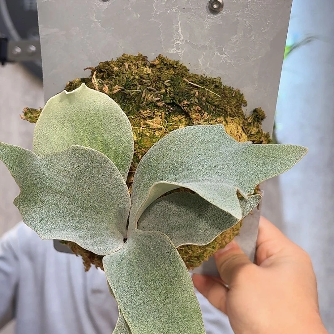 完全开放春野花园银华鹿角蕨