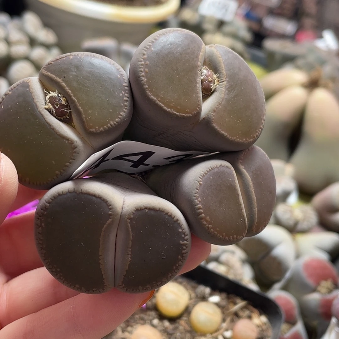 生石花一颗443000