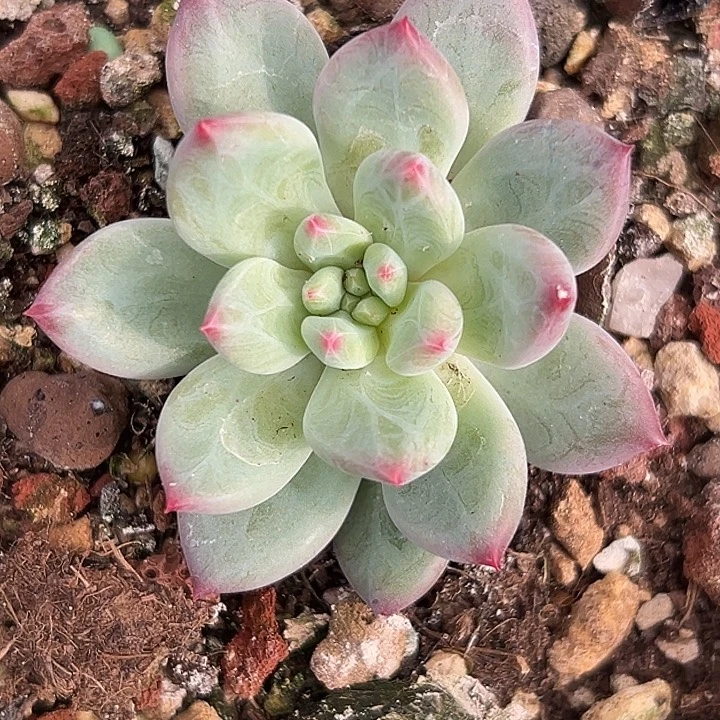 美人杂交特价一物一拍