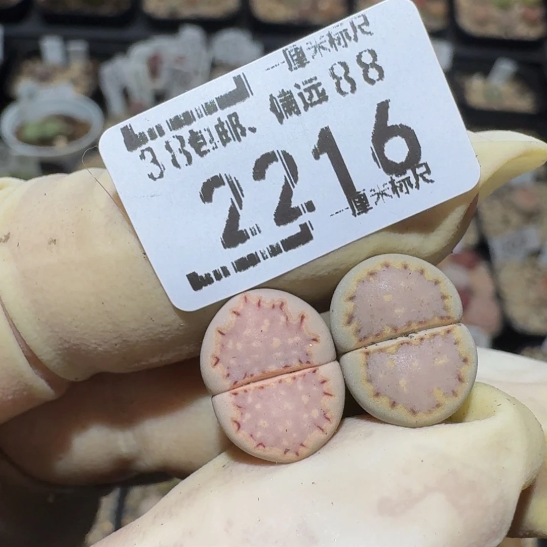 轩***czzzzz生石花肉锥2216