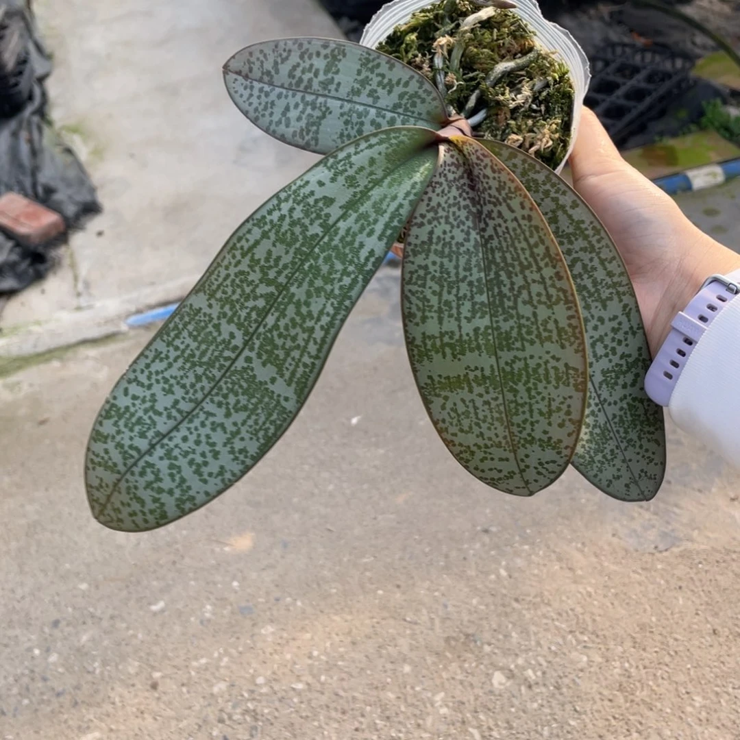 当前无花栽培后可以开花西交黄史3.5抽梗