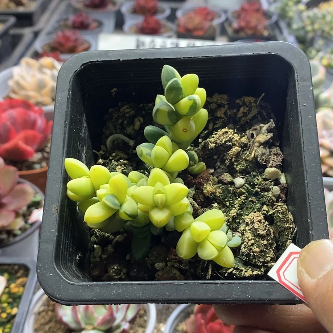 1416精美多肉鹿角锦