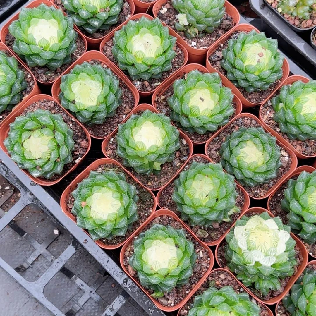 宝莲灯多肉植物一颗