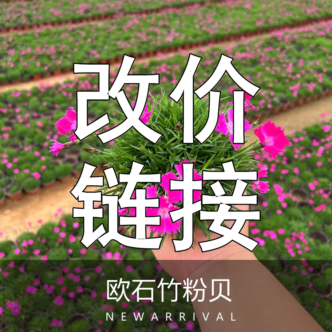 【基地直发改价专拍】四季开花多年生耐寒耐旱庭院园林绿化宿根植物