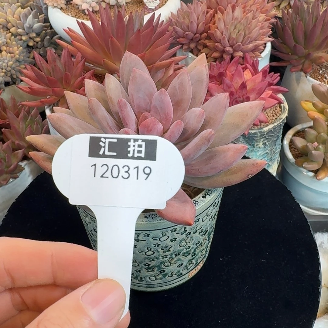 精品多肉植物120319